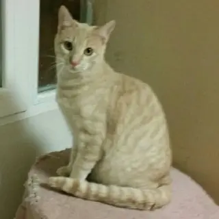 Henri