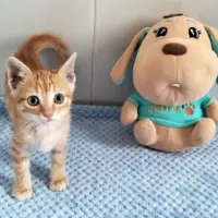 Adopta a Mango