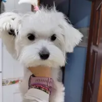 Adopta a Lulu