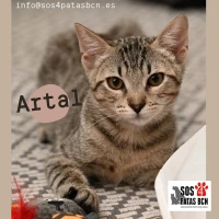 Adopta a Artal