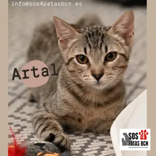 Artal