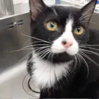 Adopta a Javi
