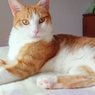 Lucas