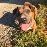 Adopta a Melon