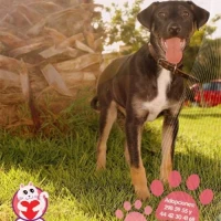 Adopta a Titi