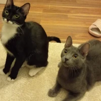 Adopta a Kairo Y Bigotitas