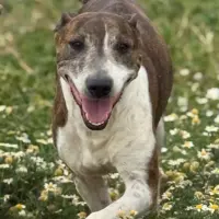 Adopta a Billy  Tlf 645978718