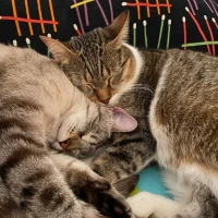 Adopta a Odin Y Blue