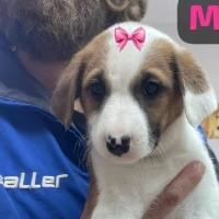Adopta a Mocha