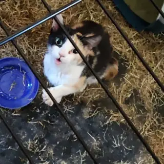 Amy