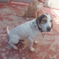 Adopta a Tommy