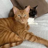 Adopta a Lolo Y Lala