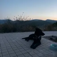Adopta a Draco