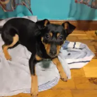 Adopta a Max