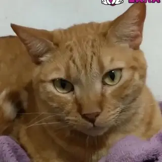 Bobby