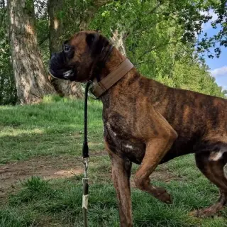 Drako