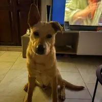 Adopta a Rex