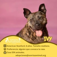Adopta a Ivy