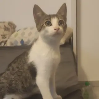 Clara