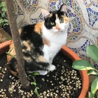 Jade