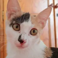 Adopta a Freya
