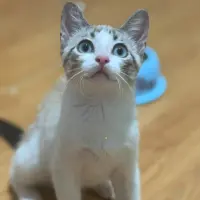 Adopta a Simba