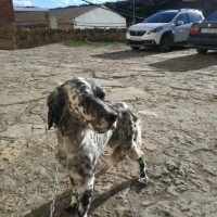 Adopta a Estrella