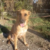 Adopta a Kenia