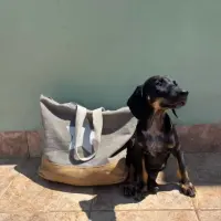 Adopta a Jengibre