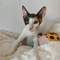 Adopta a Gitanilla