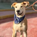 Adopta a Ron