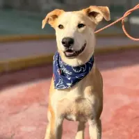 Adopta a Ron