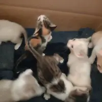 Adopta a Sin Nombre
