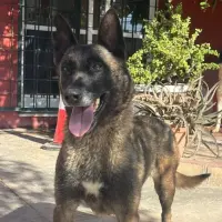 Adopta a Reina