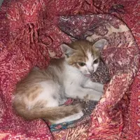 Adopta a Mango
