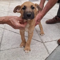 Adopta a Tobi