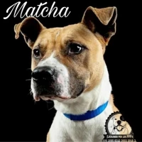 Adopta a Matcha