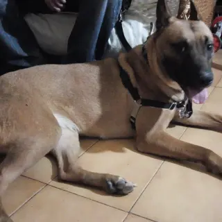 Layka