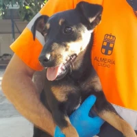 Adopta a Grappa