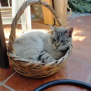 Coco