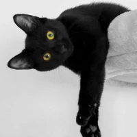 Adopta a Bagui