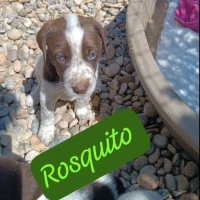 Adopta a Rosquito