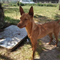 Adopta a Gina