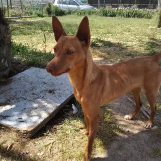 Gina