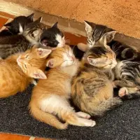 Adopta a Gatitos