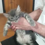 Adopta a Gatitos