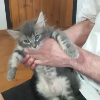 Gatitos