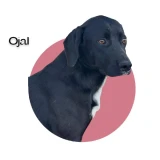 Adopta a Ojal