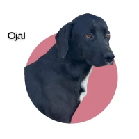 Adopta a Ojal