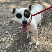 Adopta a Ani